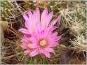echinofossulocactus_confusus 1